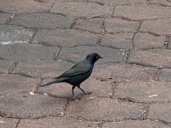 Icteridae