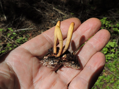 Clavariadelphus ligula