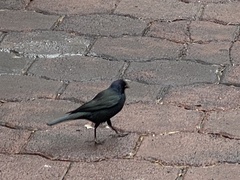 Icteridae