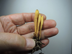 Clavariadelphus ligula