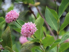 Dais cotinifolia