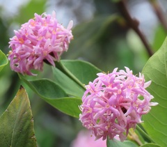 Dais cotinifolia