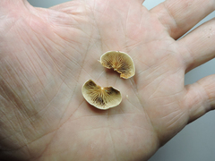 Crepidotus epibryus