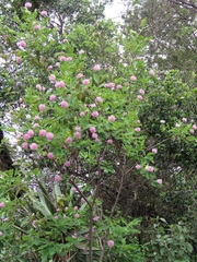 Dais cotinifolia