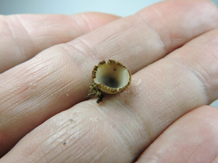 Humaria hemisphaerica