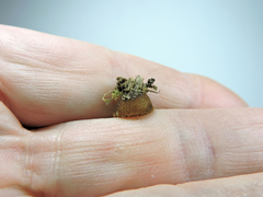 Humaria hemisphaerica