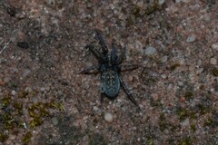 Liocranidae