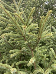 Picea mariana