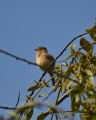 Empidonax fulvifrons