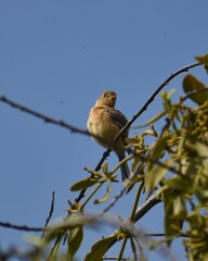 Empidonax fulvifrons
