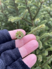Picea mariana