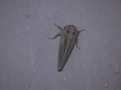 Austroagallia bifurcata