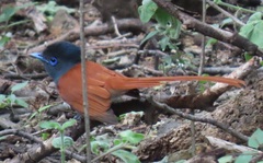 Terpsiphone viridis plumbeiceps