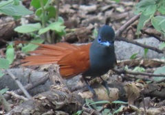 Terpsiphone viridis plumbeiceps