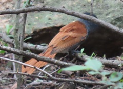 Terpsiphone viridis plumbeiceps