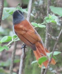 Terpsiphone viridis plumbeiceps