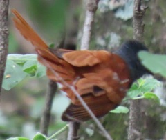 Terpsiphone viridis plumbeiceps