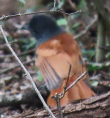 Terpsiphone viridis plumbeiceps