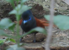 Terpsiphone viridis plumbeiceps