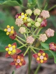 Pentarrhinum insipidum