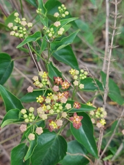 Pentarrhinum insipidum