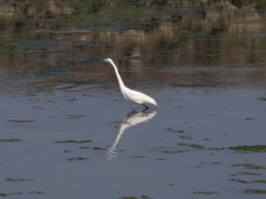 Ardea alba