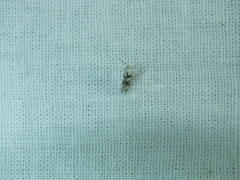 Argyresthia brockeella