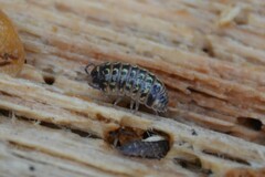 Armadillidium pictum