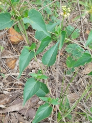 Pentarrhinum insipidum