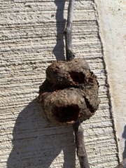 Callirhytis quercuspunctata