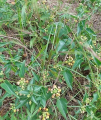Pentarrhinum insipidum