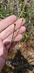 Vaccinium elliottii