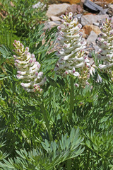 Corydalis caseana brachycarpa