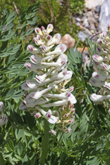 Corydalis caseana brachycarpa