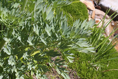 Corydalis caseana brachycarpa