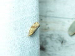 Pandemis cinnamomeana