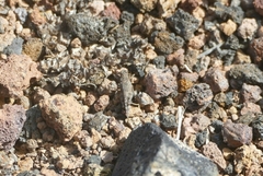 Sphingonotus picteti