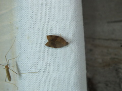 Pandemis cinnamomeana