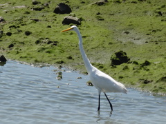 Ardea alba
