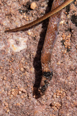 Aparallactus capensis