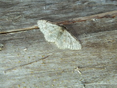 Hydrelia sylvata