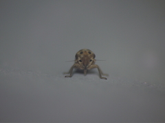 Austroagallia bifurcata