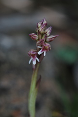 Neotinea maculata