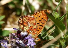Boloria euphrosyne