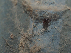 Steatoda borealis