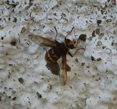 Milesia crabroniformis