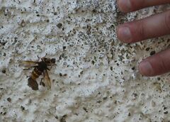 Milesia crabroniformis