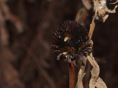 Echinacea purpurea