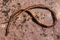 Aparallactus capensis