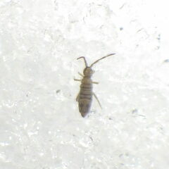 Entomobrya nivalis